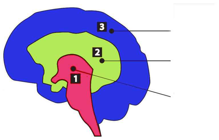 Il cervello trino - paul mclean - non ce n'è di coviddi senza speranza - cervello rettiliano