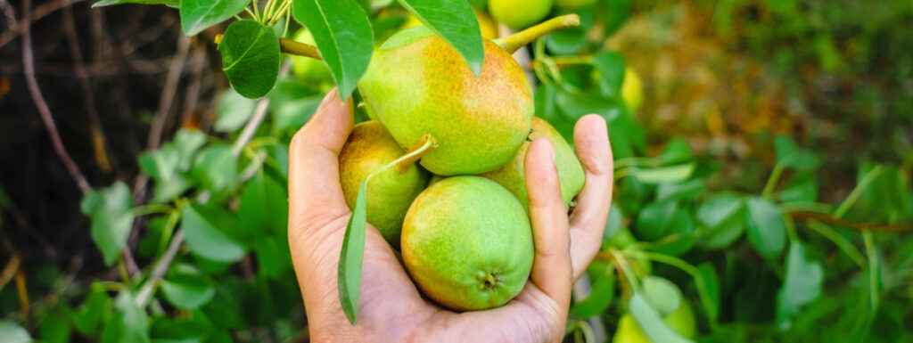 food forest