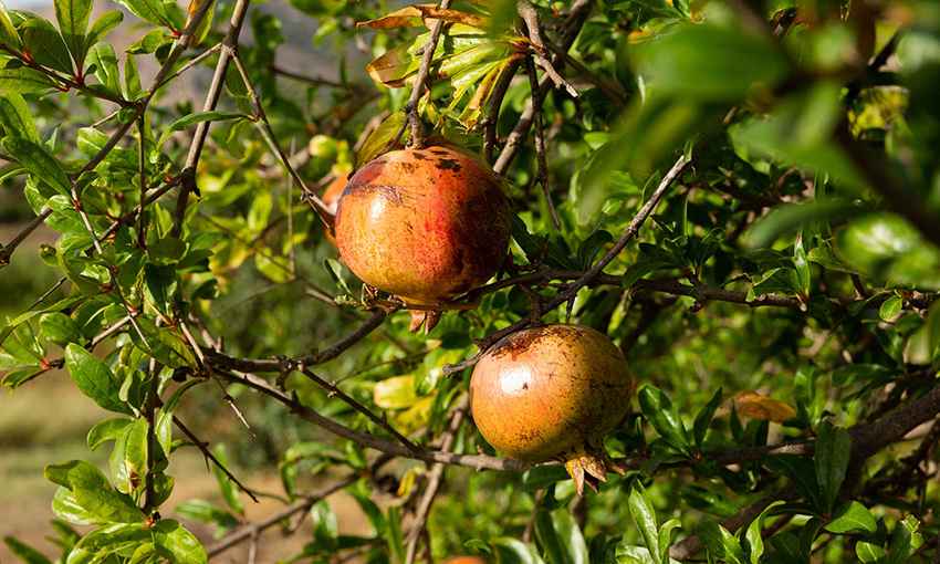 food forest